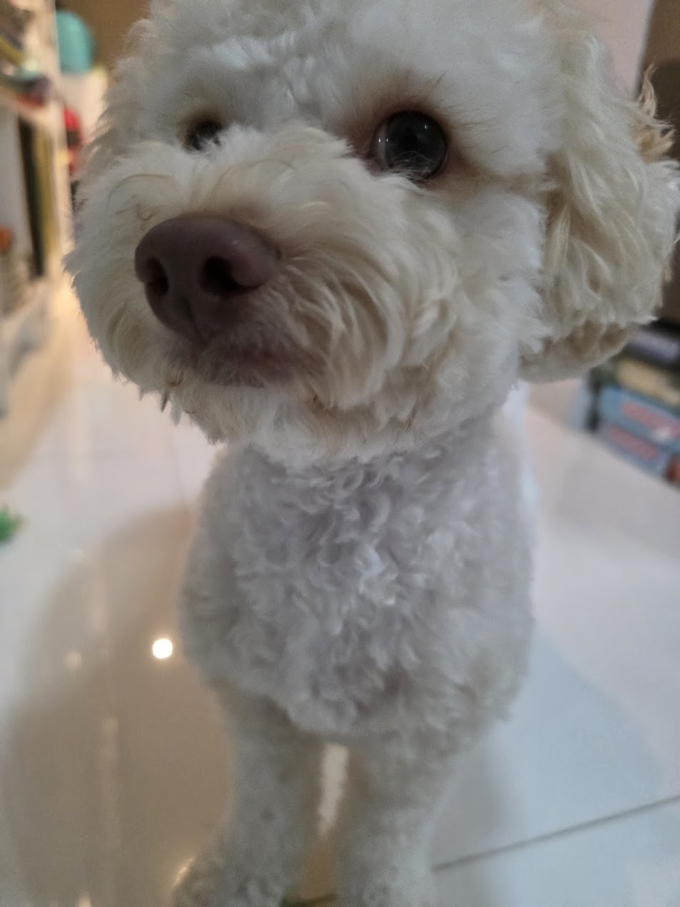 Matcha the Maltipoo