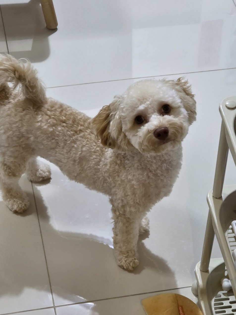 Asking for treats