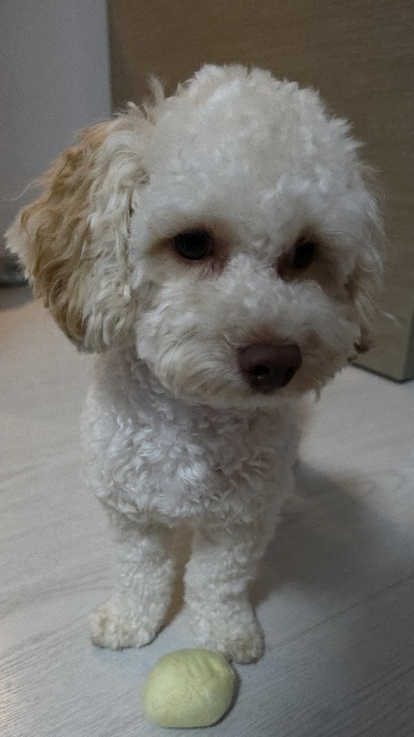 🧸 The Ultimate Maltipoo Grooming Guide | 🧸 马尔泰修狗毛发护理指南